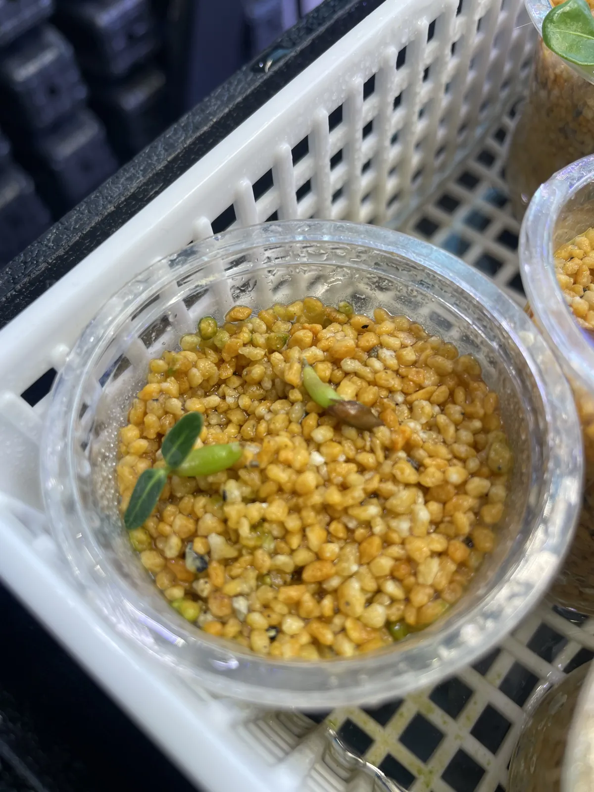 Pachypodium rosulatum ssp. cactipes (パキポディウム カクチペス)