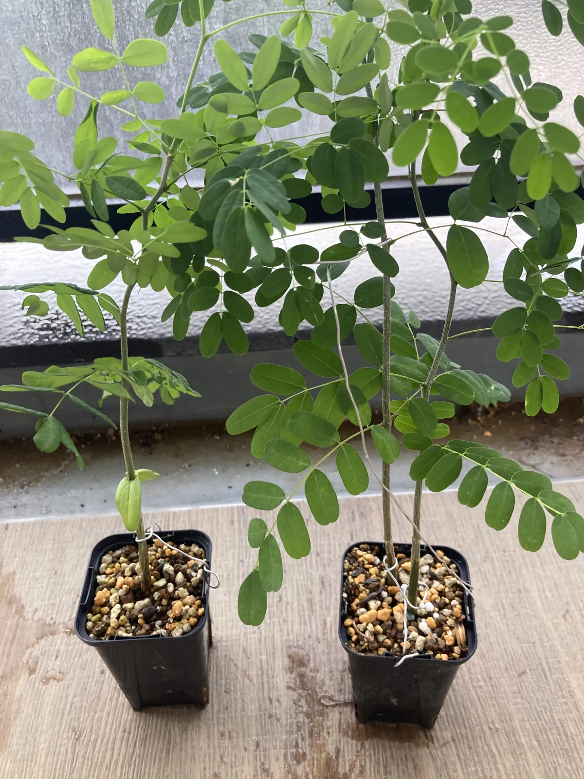 Delonix pumila (デロニクス プミラ)