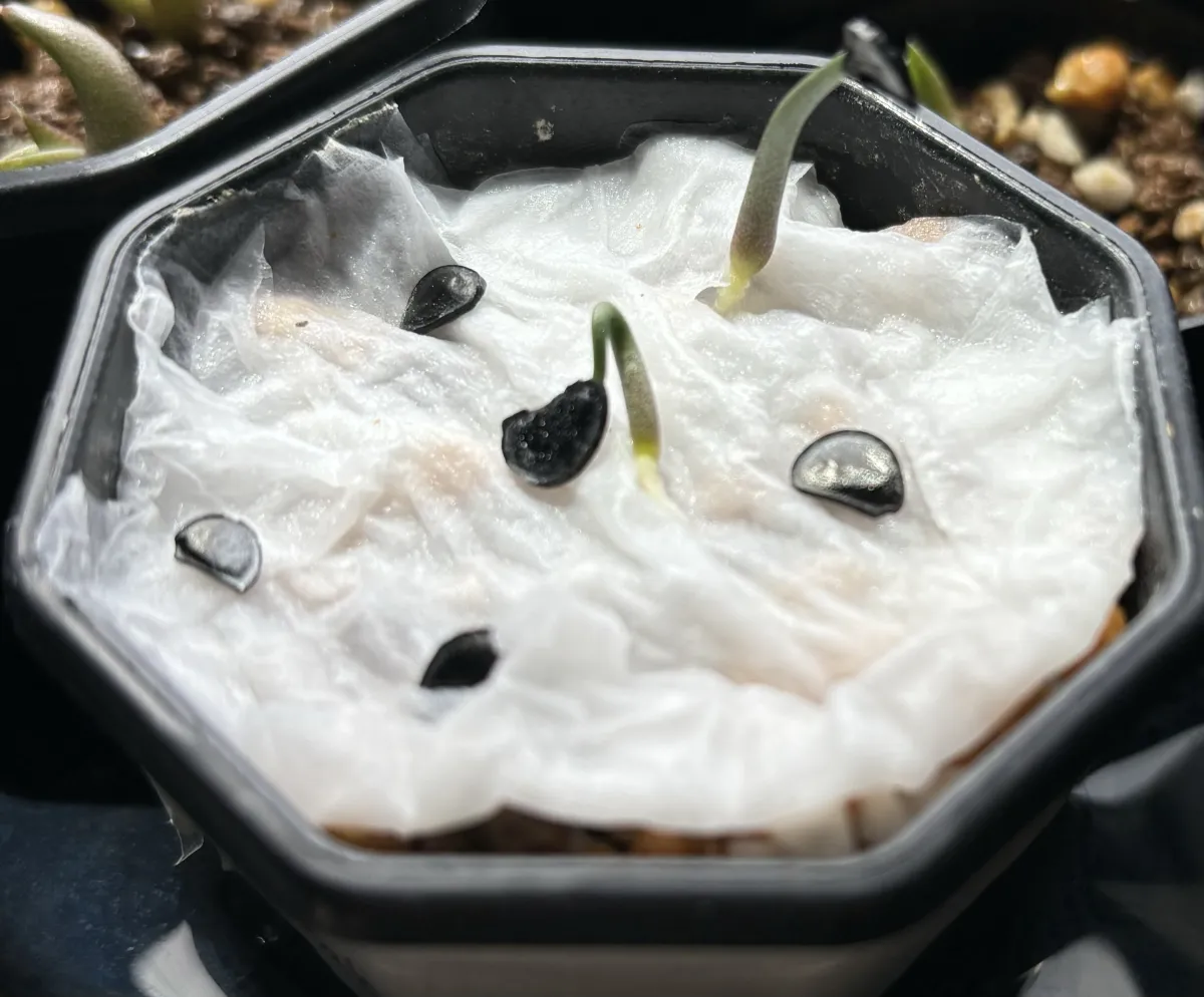 Agave guadalajarana (アガベ グアダラハラナ)