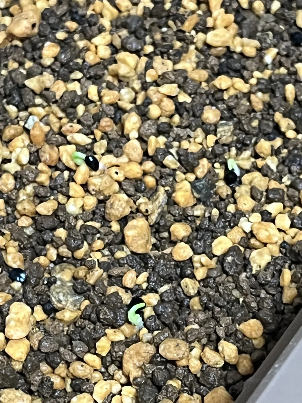 Agave oteroi (アガベ オテロイ)