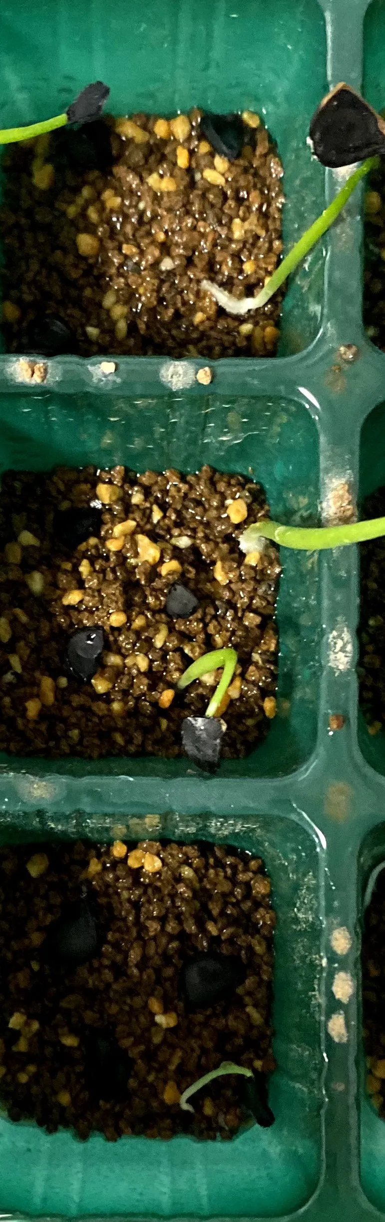 Agave macroacantha (アガベ マクロアカンサ 八荒殿)