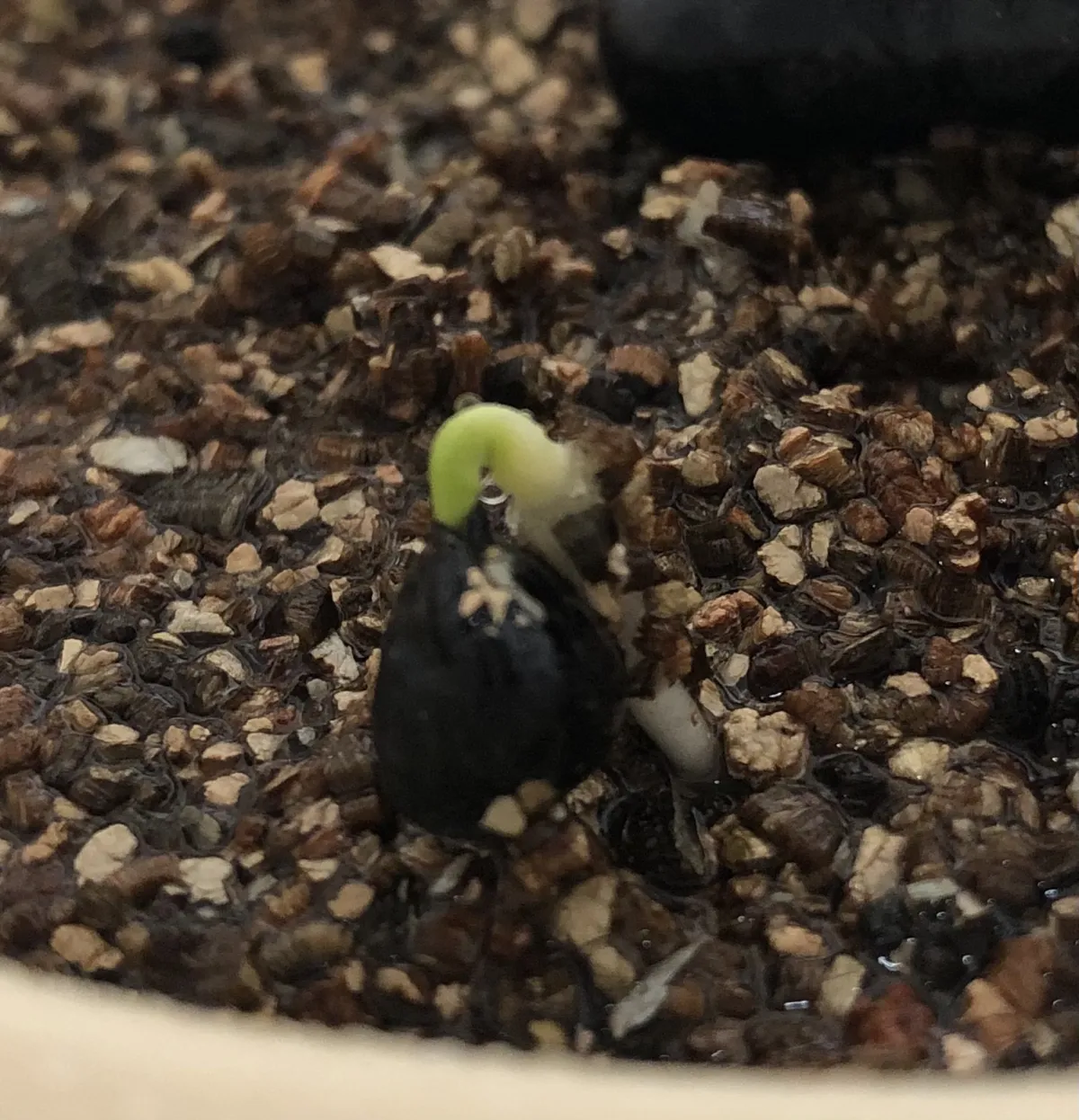 Yucca periculosa (ユッカ ペリクローサ)