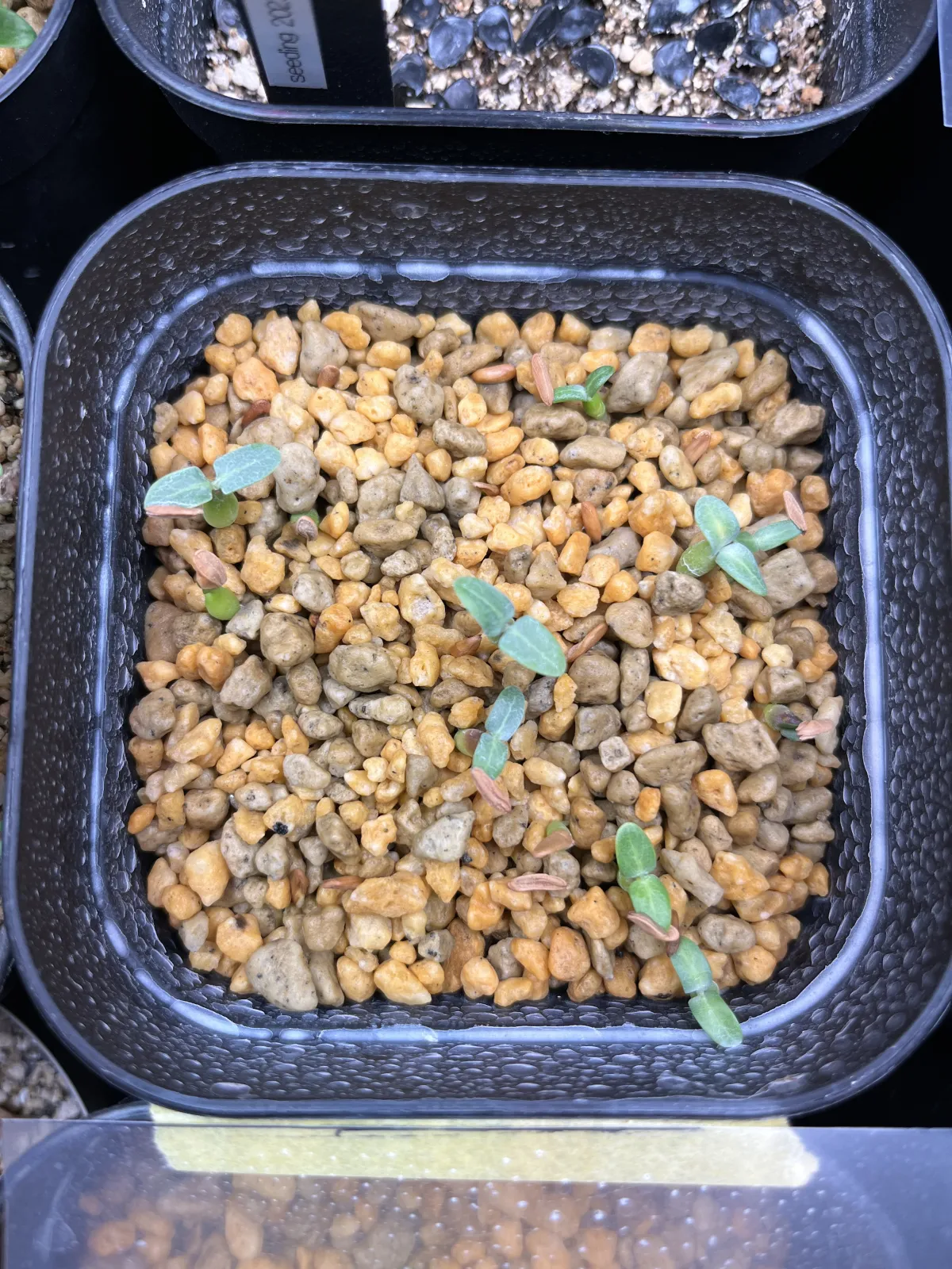 Pachypodium rosulatum (パキポディウム ロスラーツム)