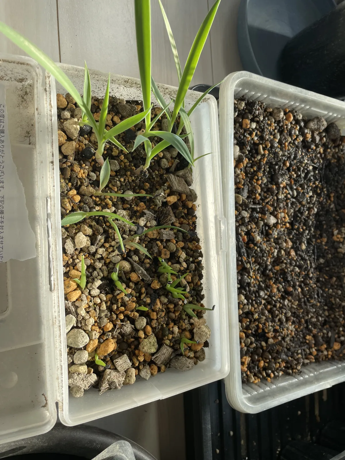 Yucca carnerosana (ユッカ カルネロサーナ)