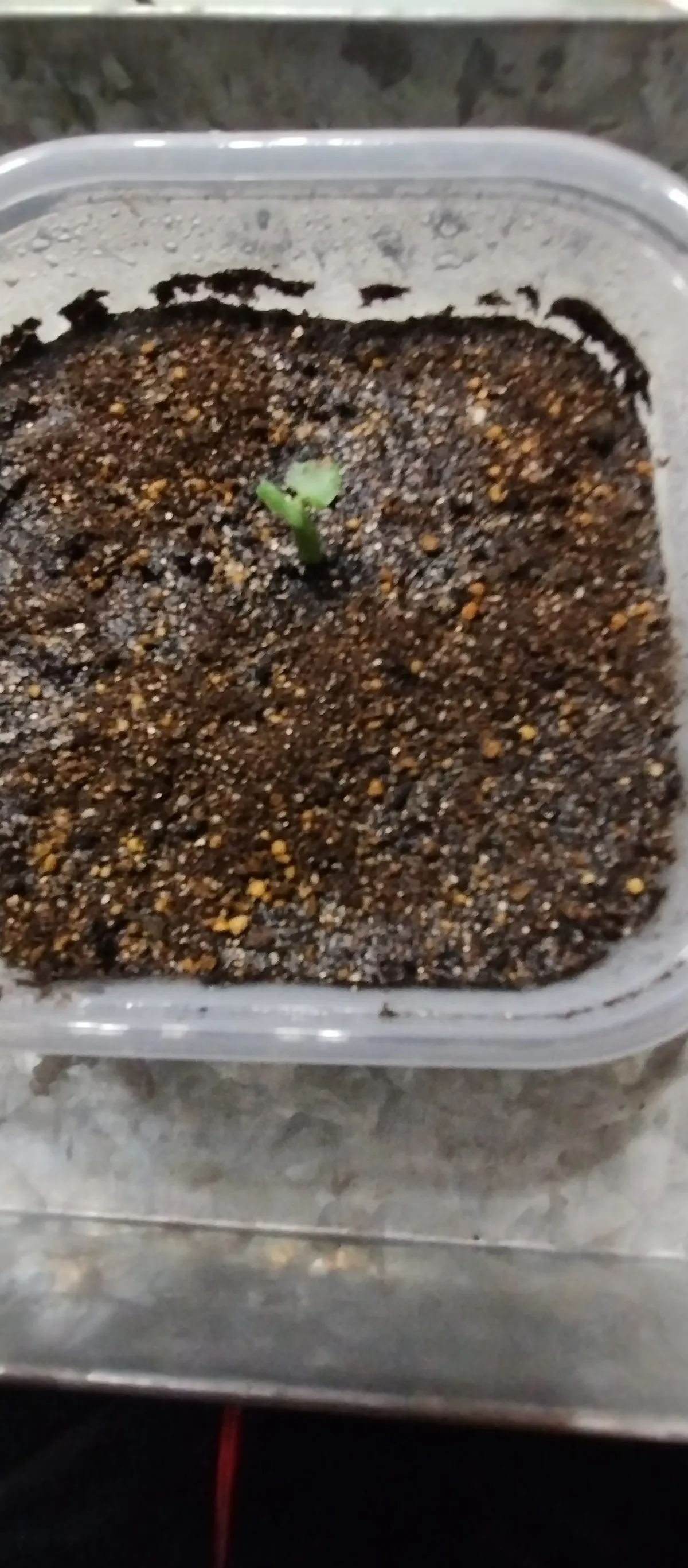 Fockea edulis (フォッケア 火星人)