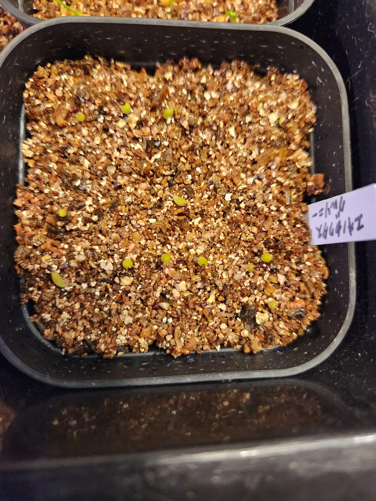 Echinocactus grusonii (エキノカクタス キンシャチ)