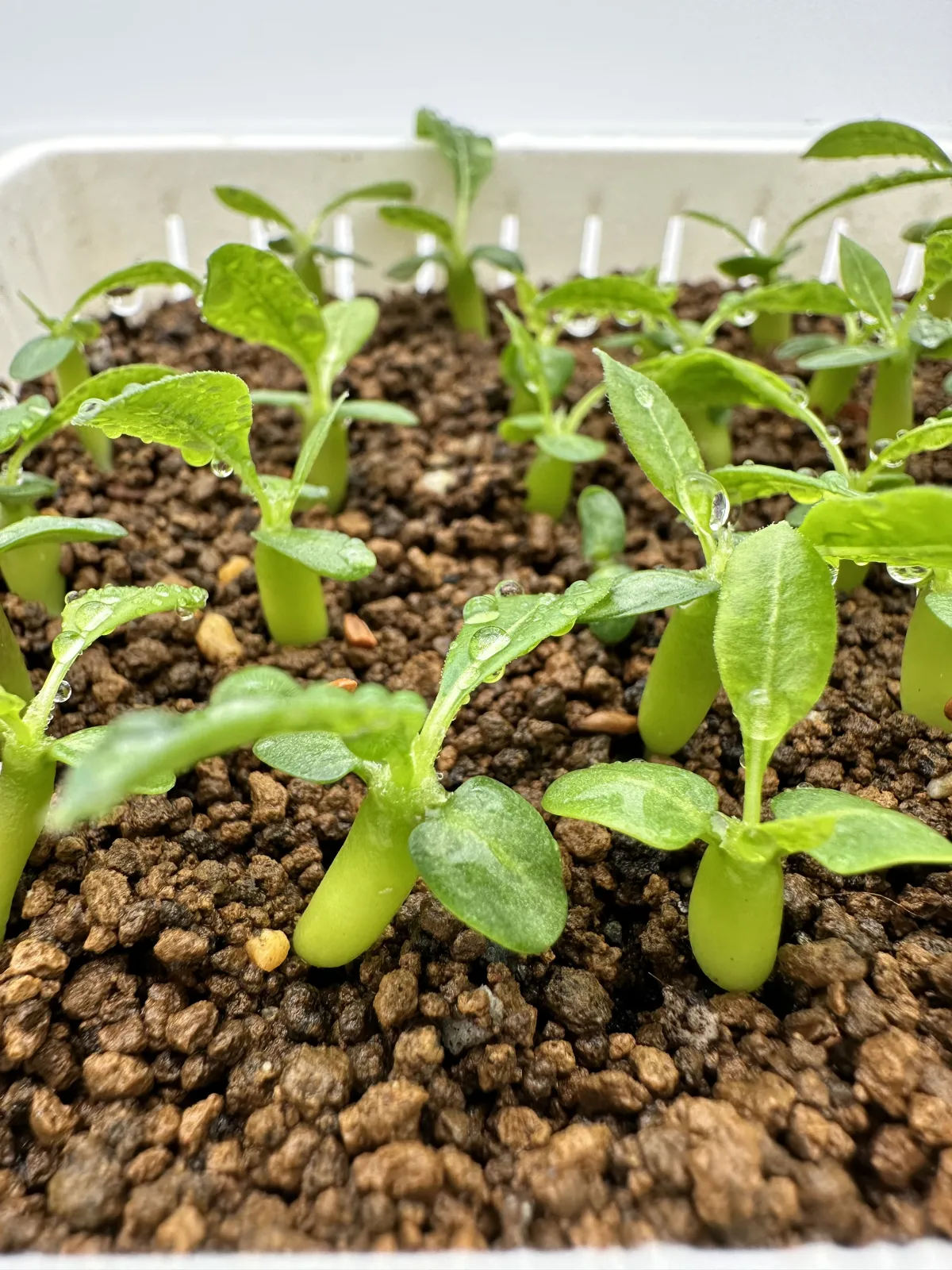 Pachypodium enigmaticum (パキポディウム エニグマチカム)