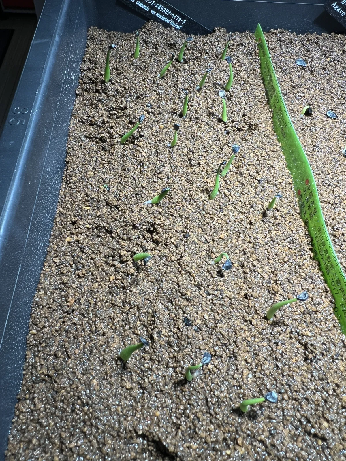 Agave utahensis var. eborispina 'Hayford' (アガベ エボリスピナ ヘイフォード)