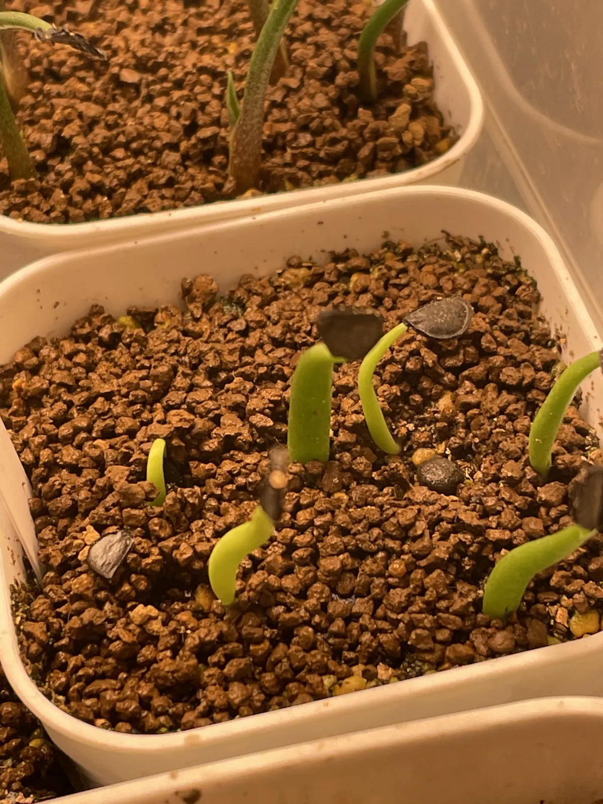 Agave colorata Mescal Ceniza (アガベ コロラータ)