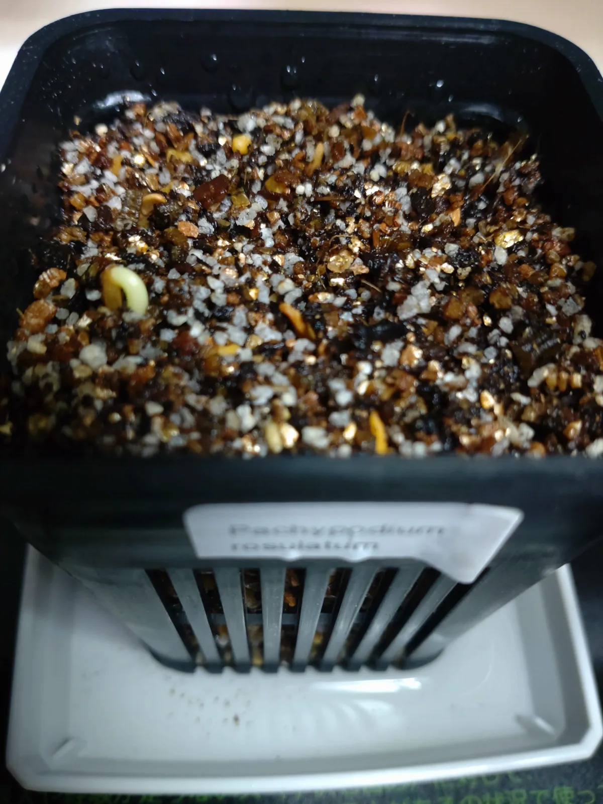 Pachypodium rosulatum (パキポディウム ロスラーツム)