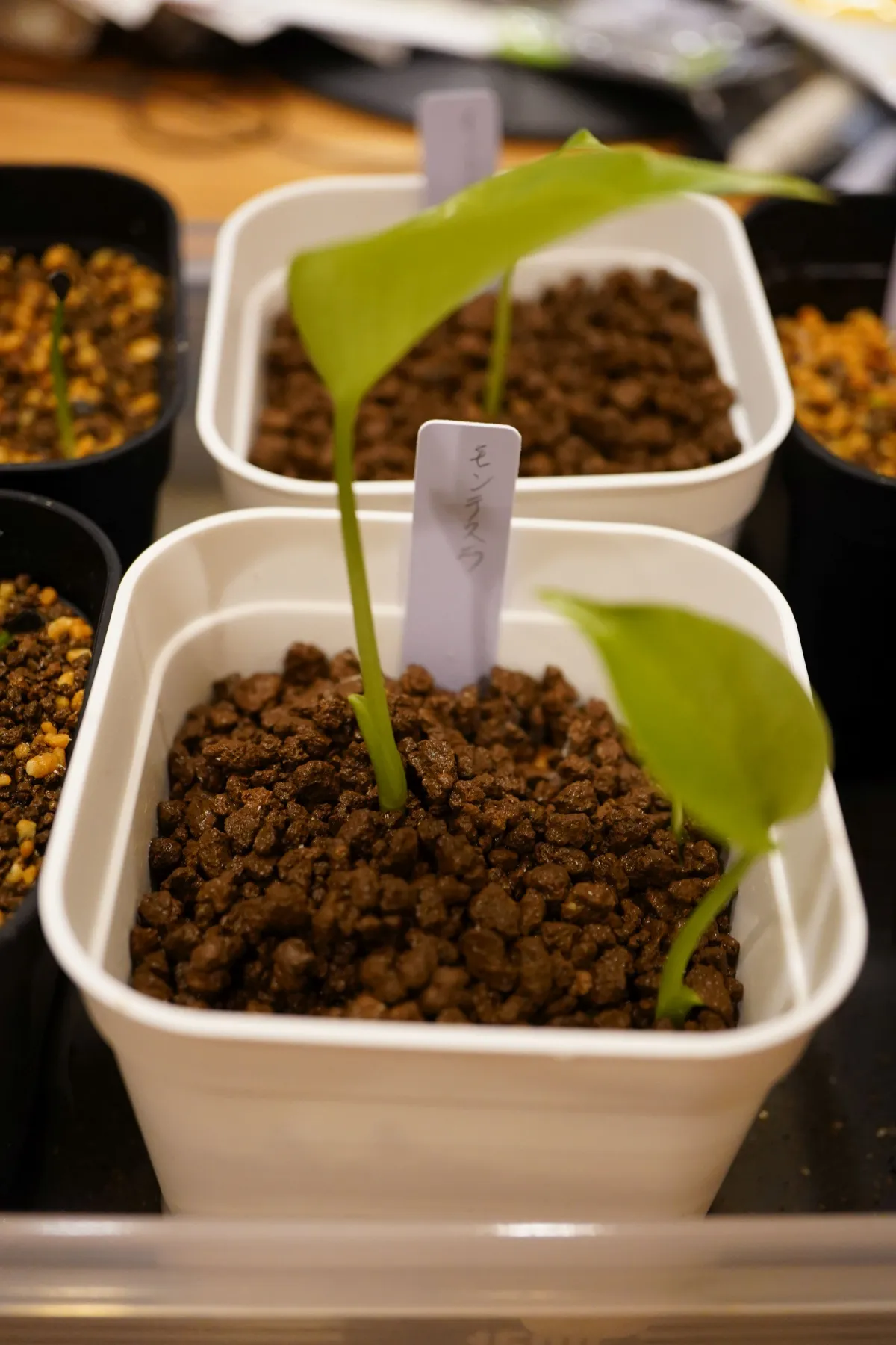 Monstera deliciosa (モンステラ デリシオーサ)