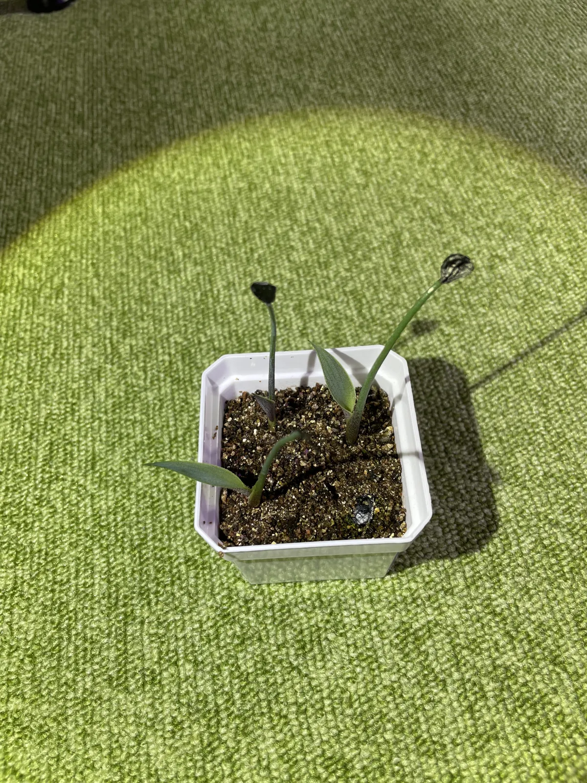 Agave hiemiflora (アガベ ヒエミフローラ)