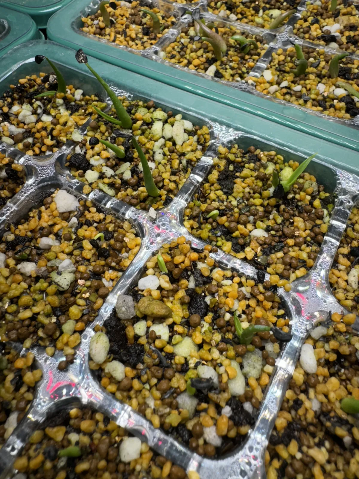 Agave utahensis var. eborispina (アガベ エボリスピナ)