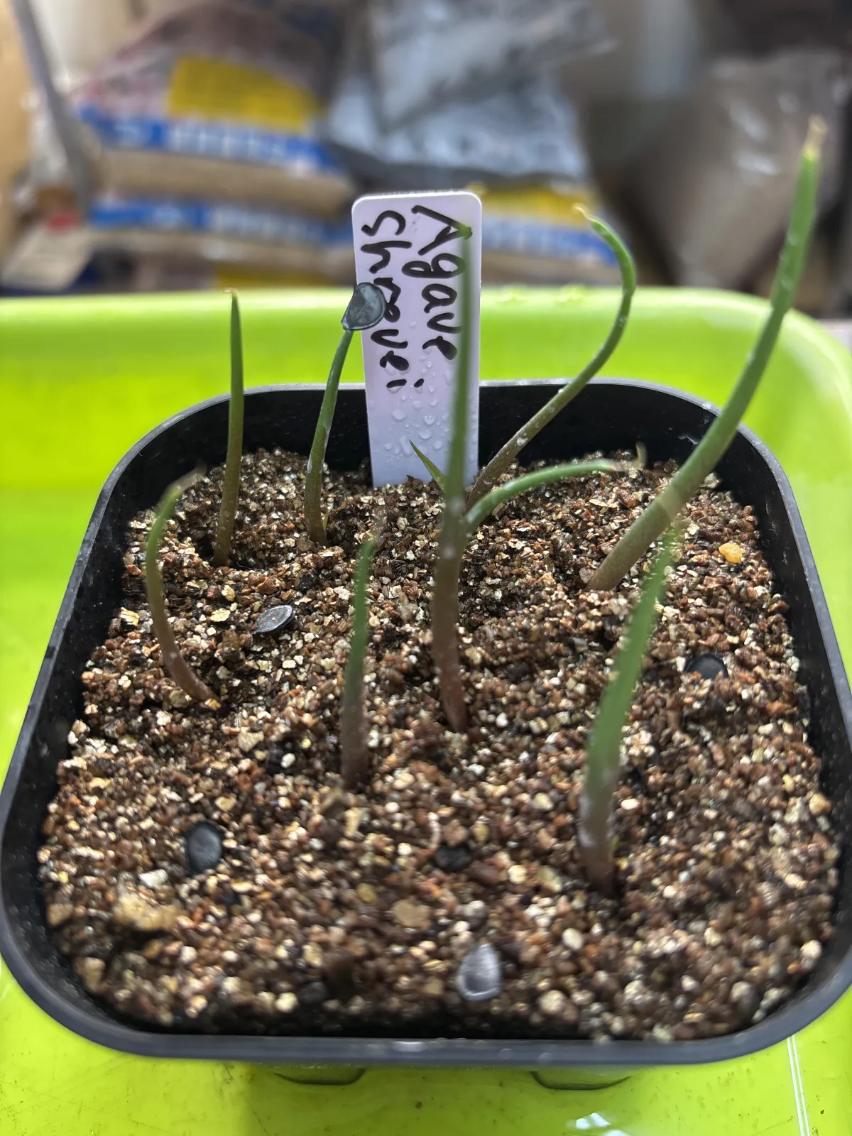 Agave shrevei ssp. matapensis (アガベ シュリベイマタペンシス)