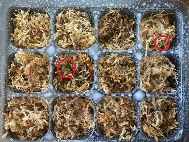 Ficus benghalensis (フィカス ベンガレンシス)