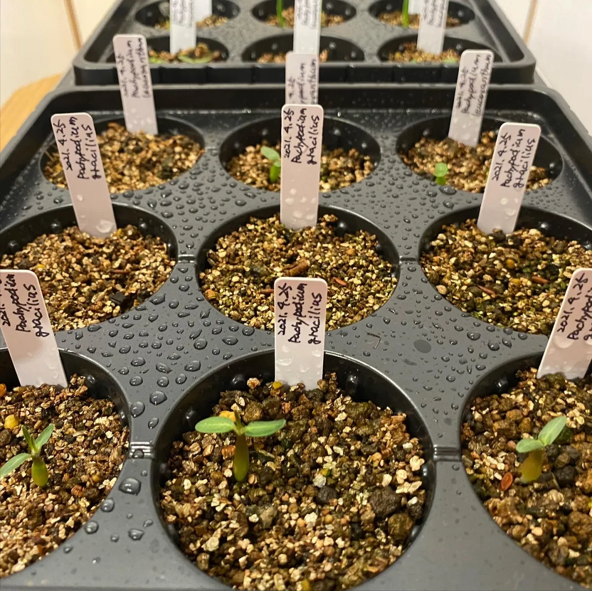 Pachypodium rosulatum var. gracilius (パキポディウム グラキリス)