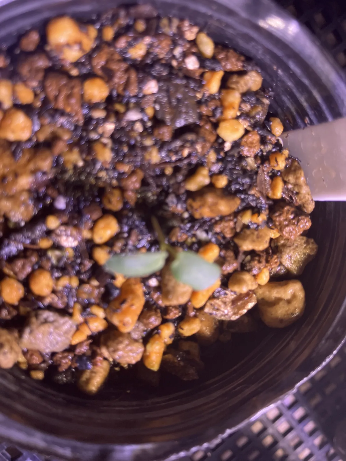 Pachycormus discolor (パキコルムス ディスカラー)