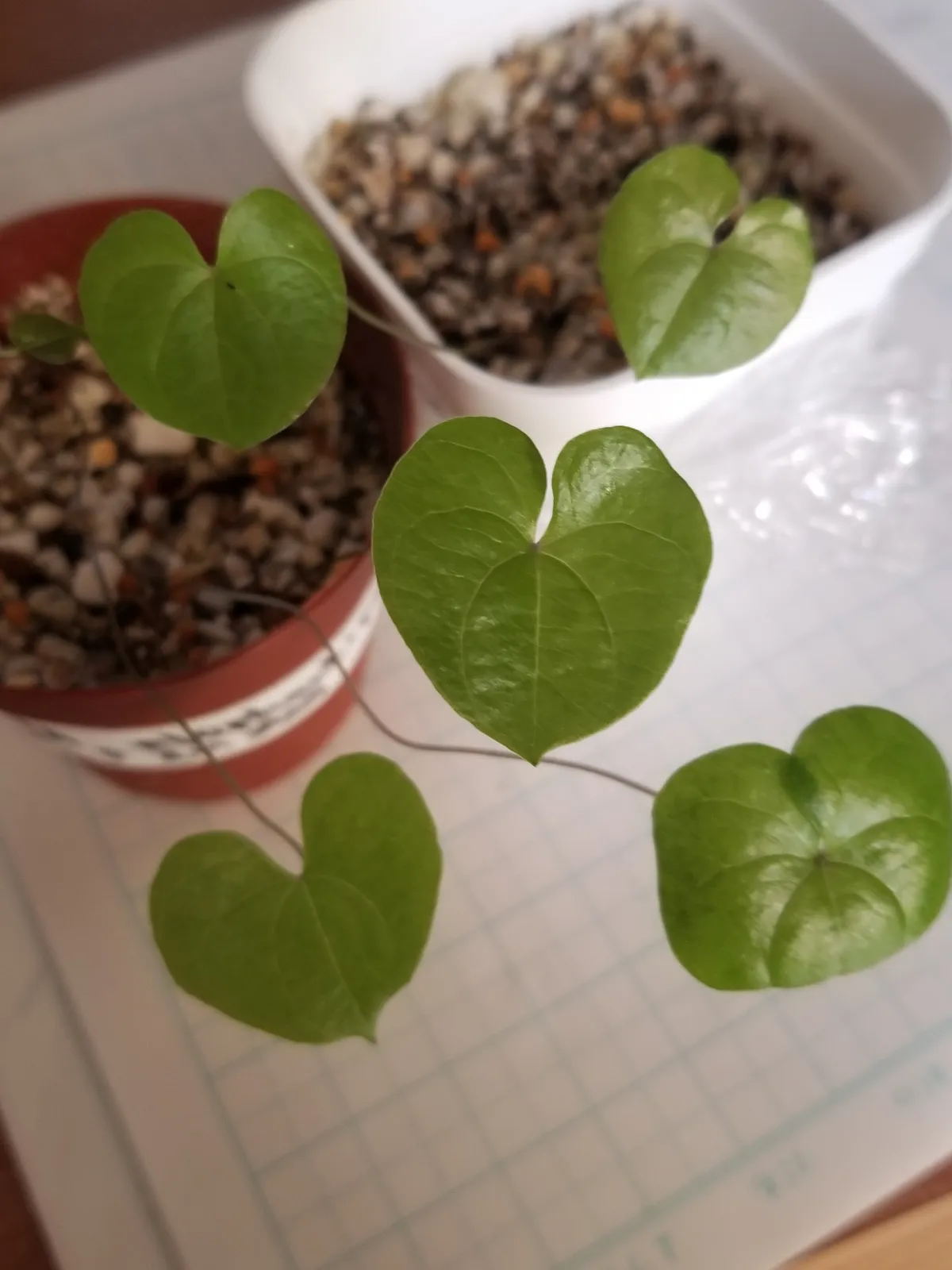 Dioscorea elephantipes (ディオスコレア エレファンティペス2023F)