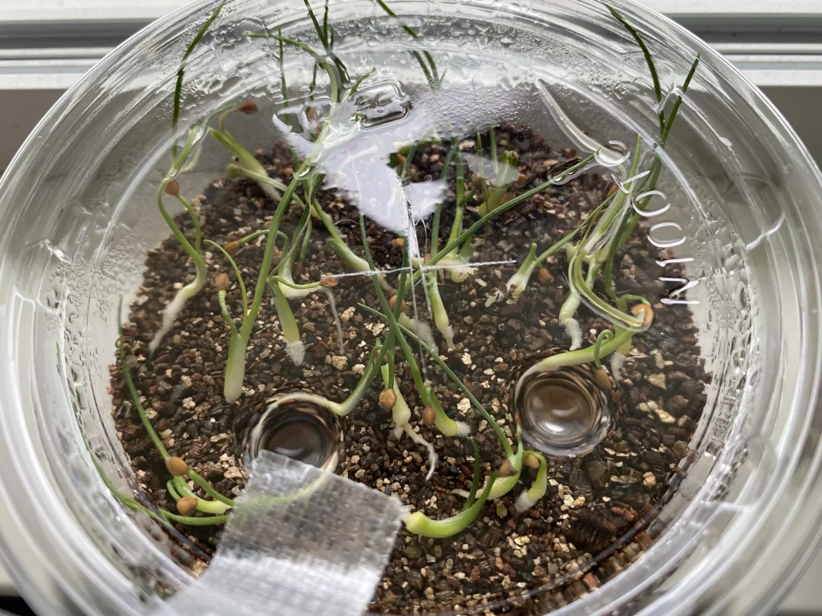 Dasylirion miquihuanense (ダシリリオン ミキワネンシス)