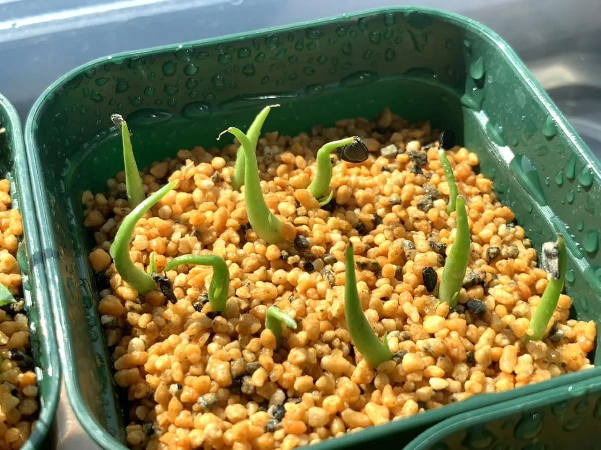 Agave mckelveyana (アガベ マッケルベヤナ)