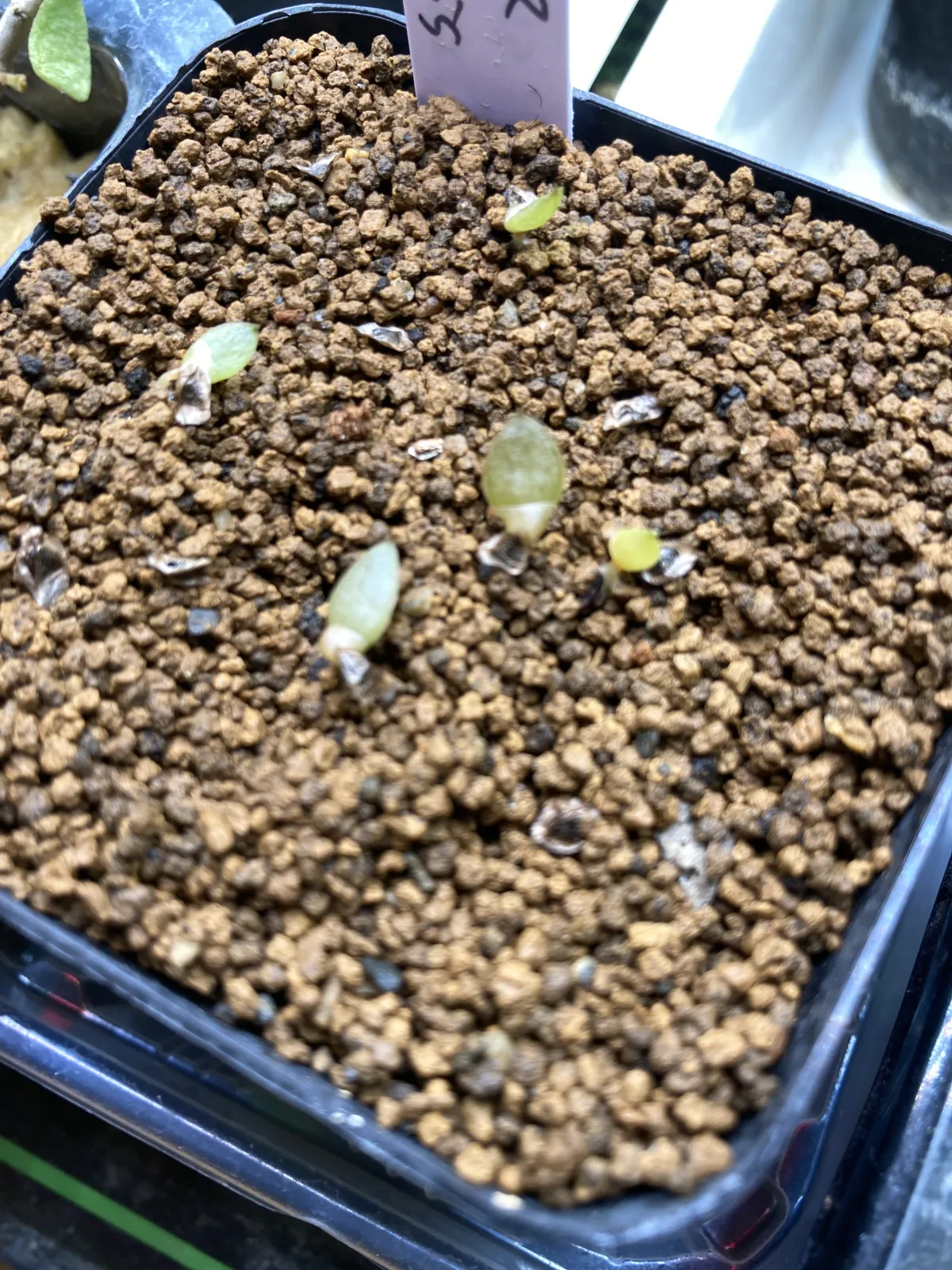 Aloe rupestris (アロエ ラペストリス)