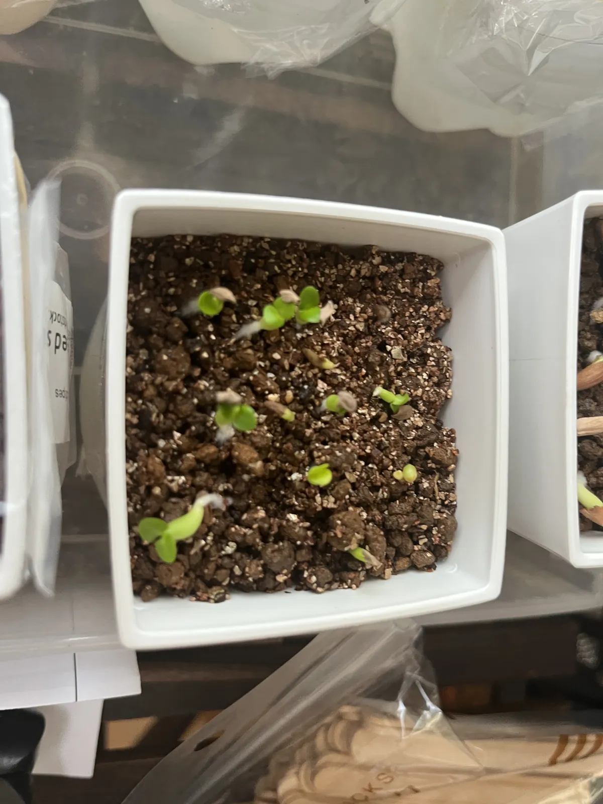 Pachypodium rosulatum var. gracilius (パキポディウム グラキリス)