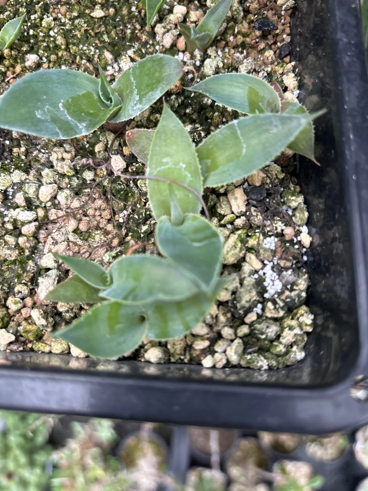 Agave inaequidens 'Ashy White' (アガベ インアクイデンス アッシーホワイト)