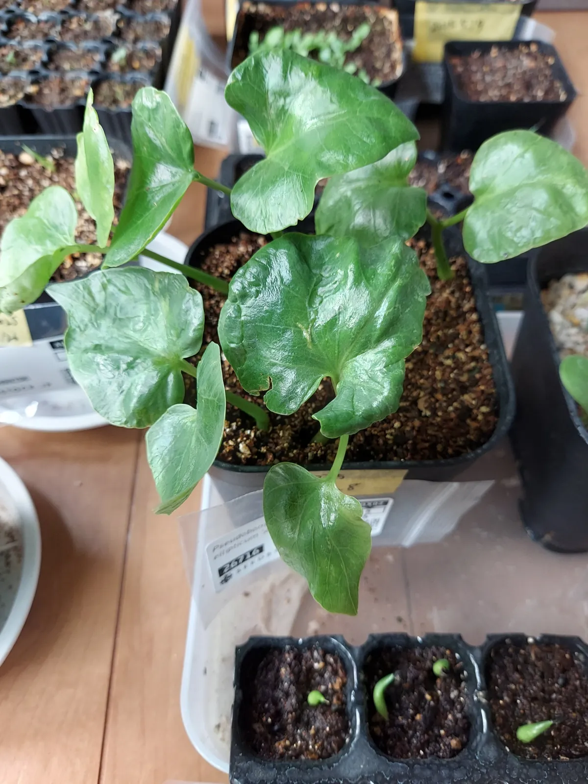 Pseudobombax ellipticum 'Alba' (セウドボンバックス エリプティカム アルバム)