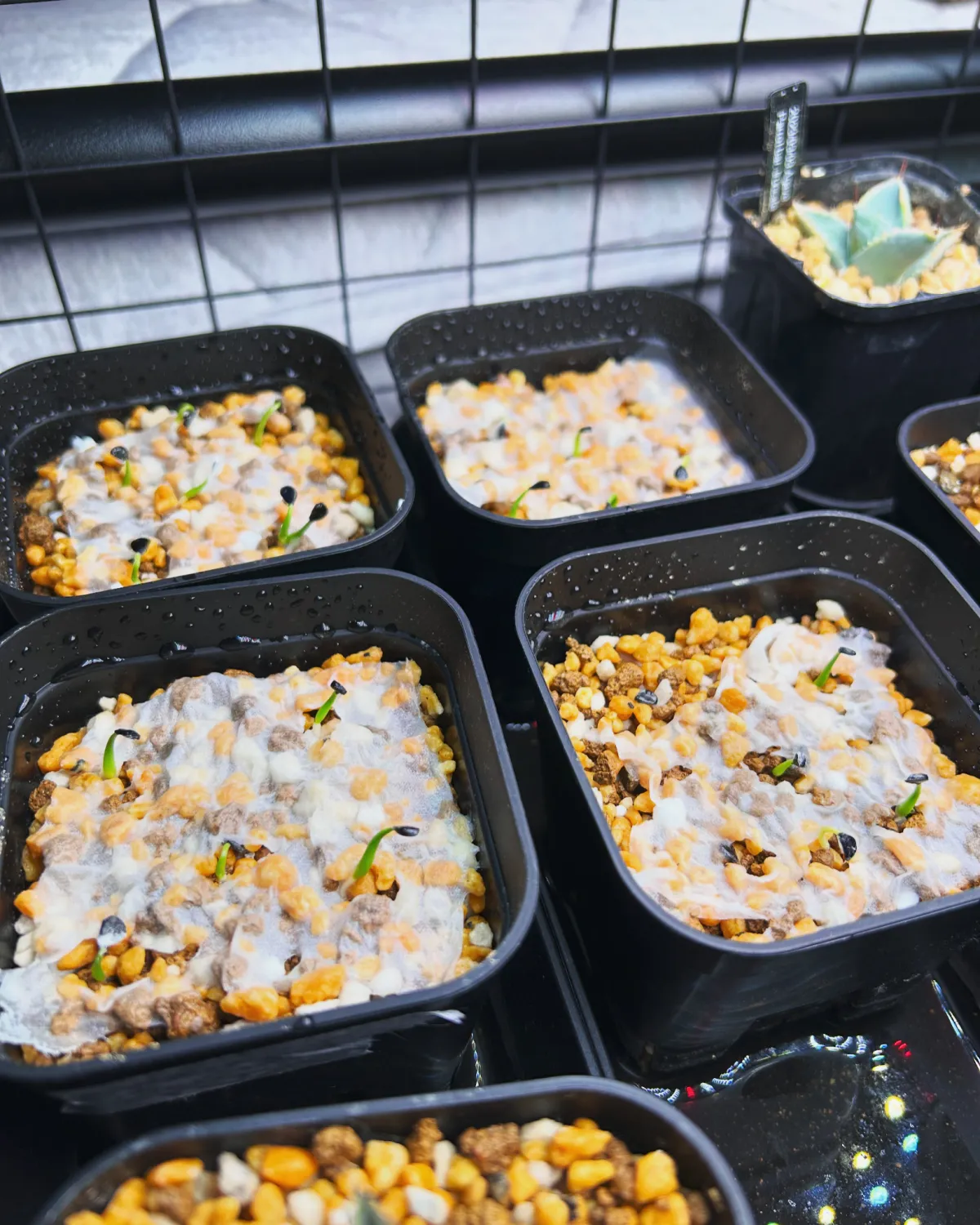 Agave utahensis var. eborispina (アガベ エボリスピナ)