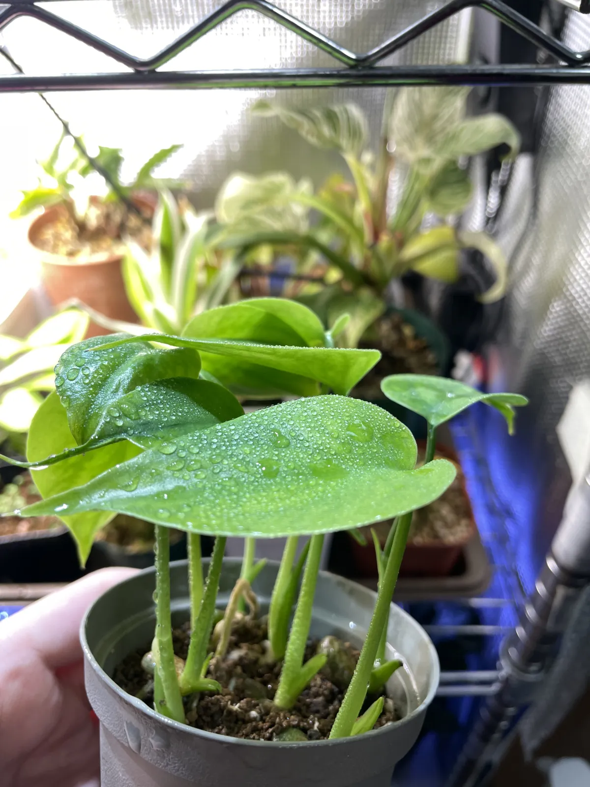 Monstera deliciosa Tauerii (モンステラ タウエリー)