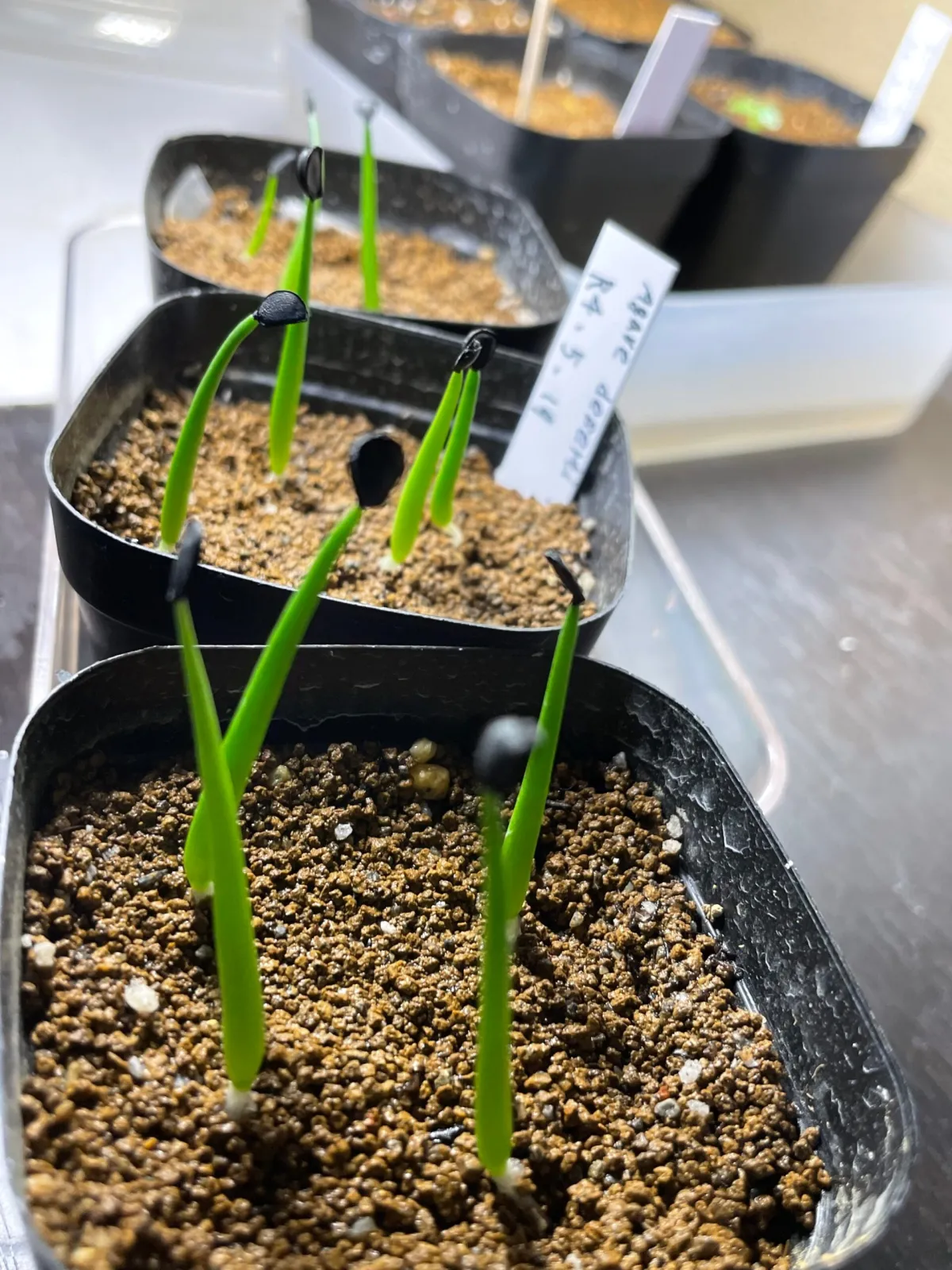 Agave deserti var. deserti (アガベ デザーティ)