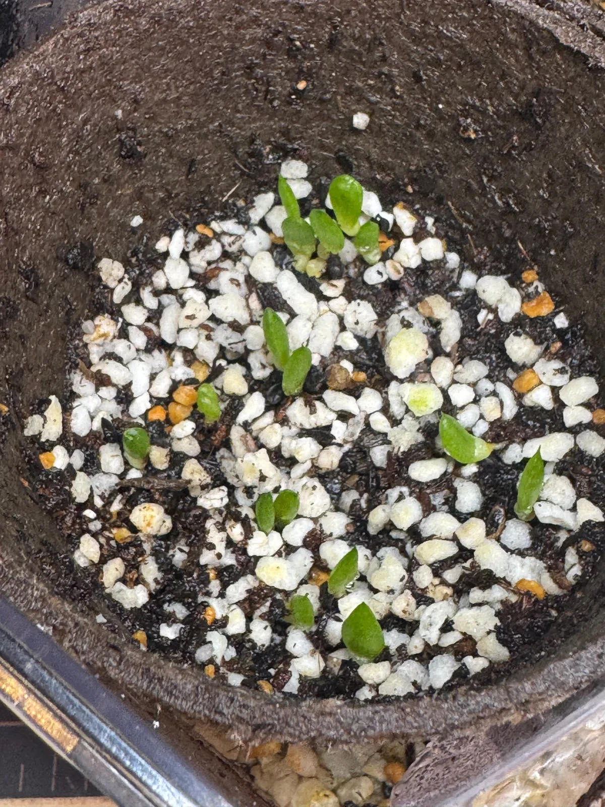 Aloe peglerae (アロエ ペグレラエ)