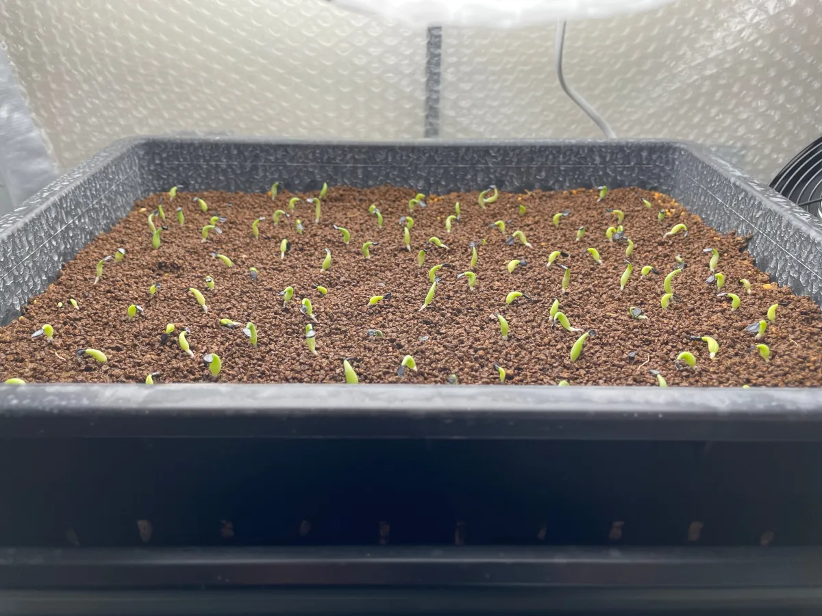 Agave oteroi (アガベ オテロイ)