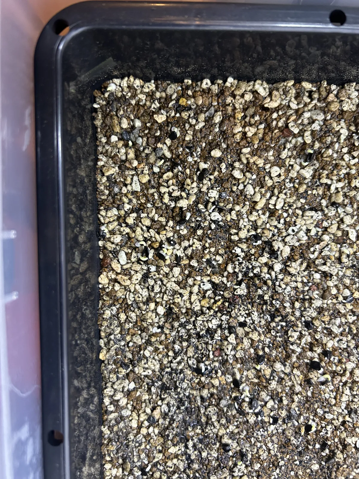 Agave oteroi (アガベ オテロイ)