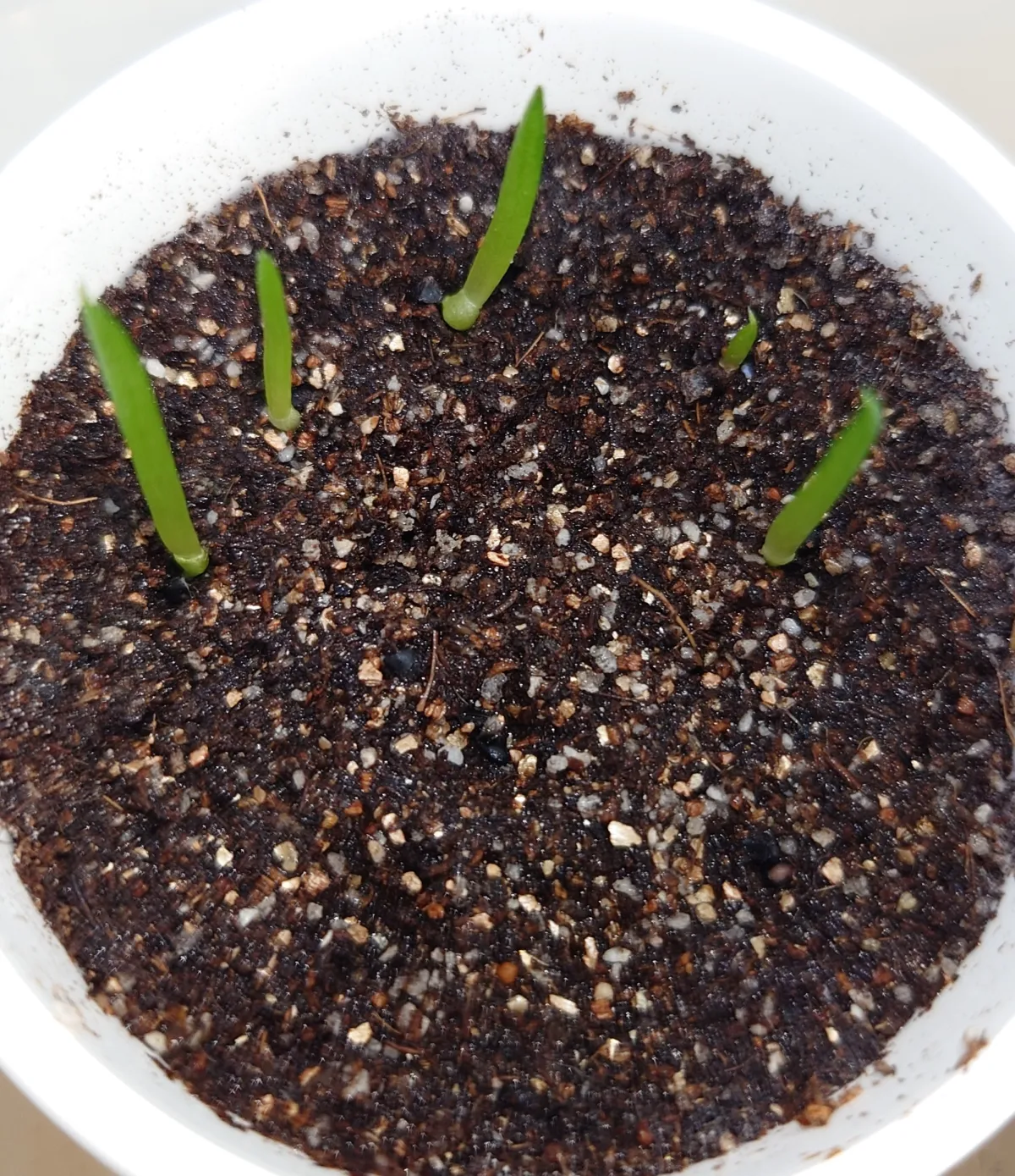 Aloe parvula (アロエ パルブラ 女王錦)