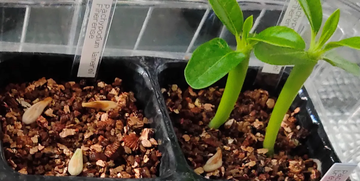 Pachypodium lamerei var. fiherenense (パキポディウム フィヘレンセ)