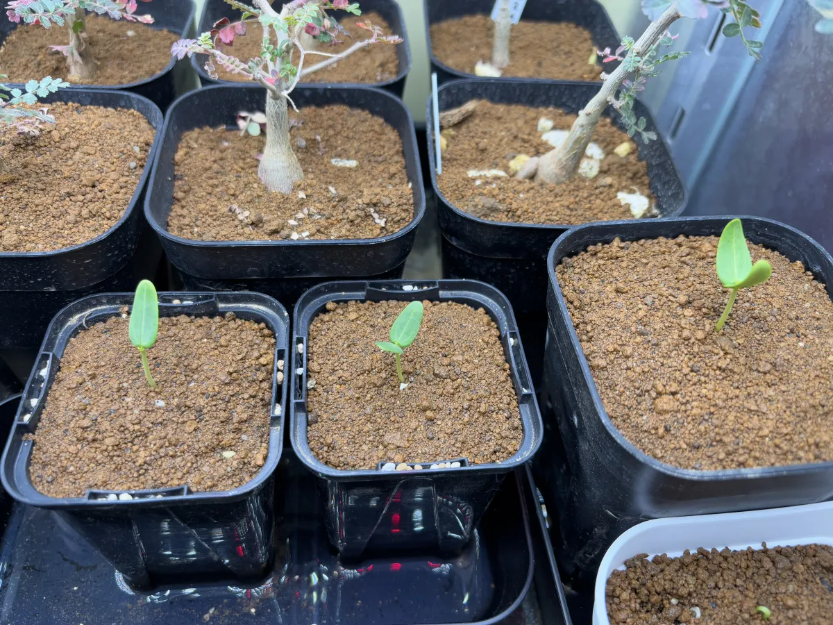 Senna meridionalis (センナ メリディオナリス)