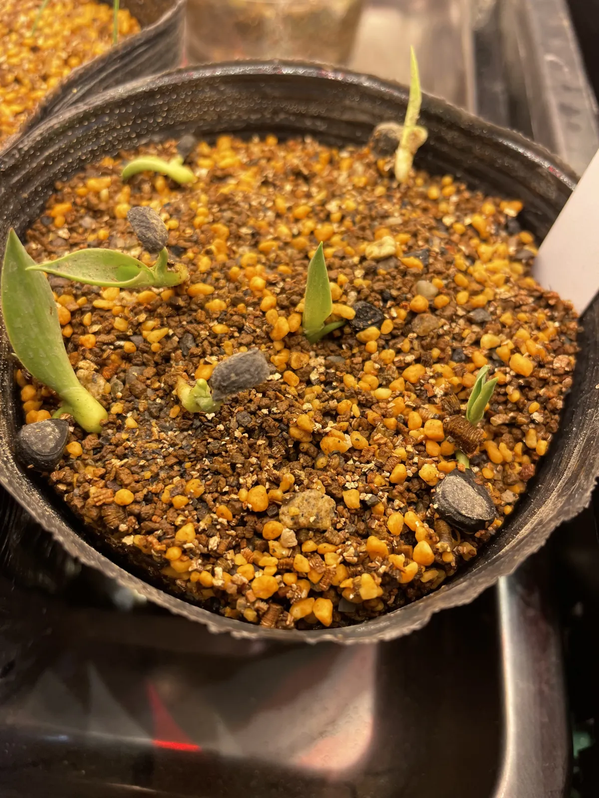 Yucca treculeana (ユッカ トレクレアーナ)