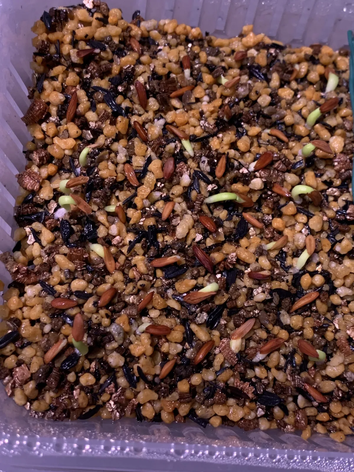 Pachypodium rosulatum var. gracilius (パキポディウム グラキリス)