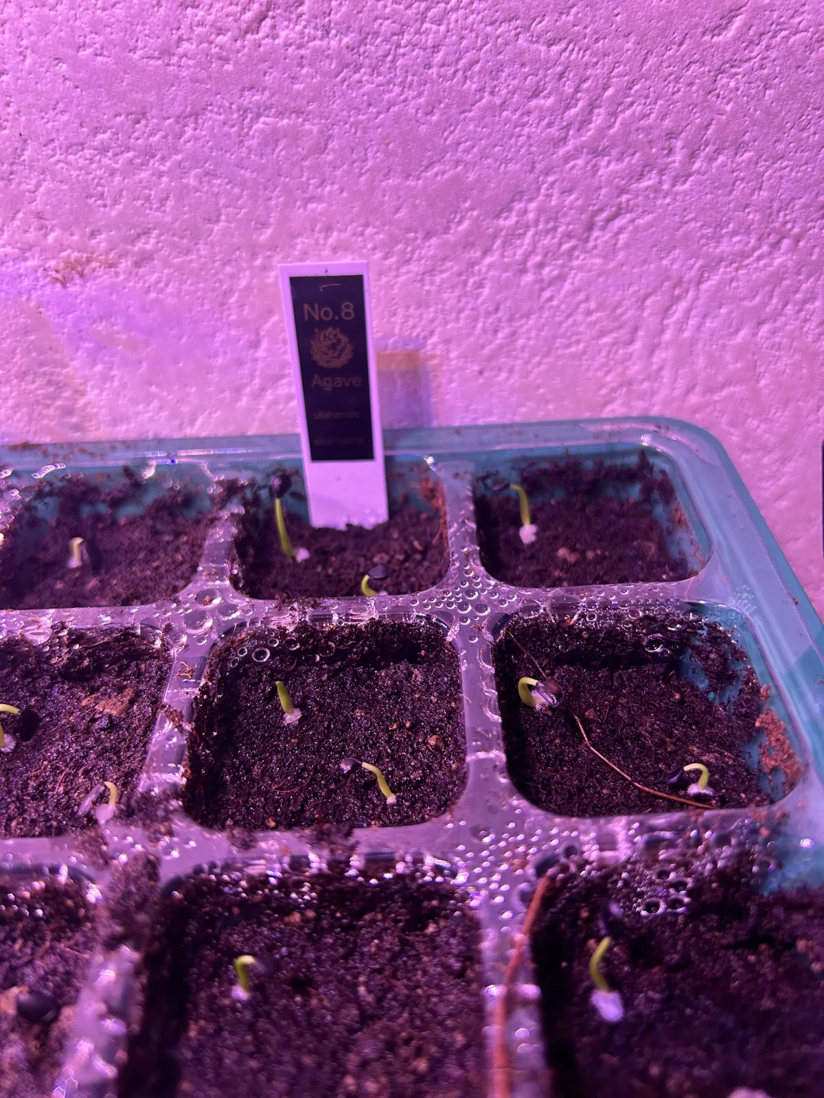 Agave utahensis var. eborispina (アガベ エボリスピナ)