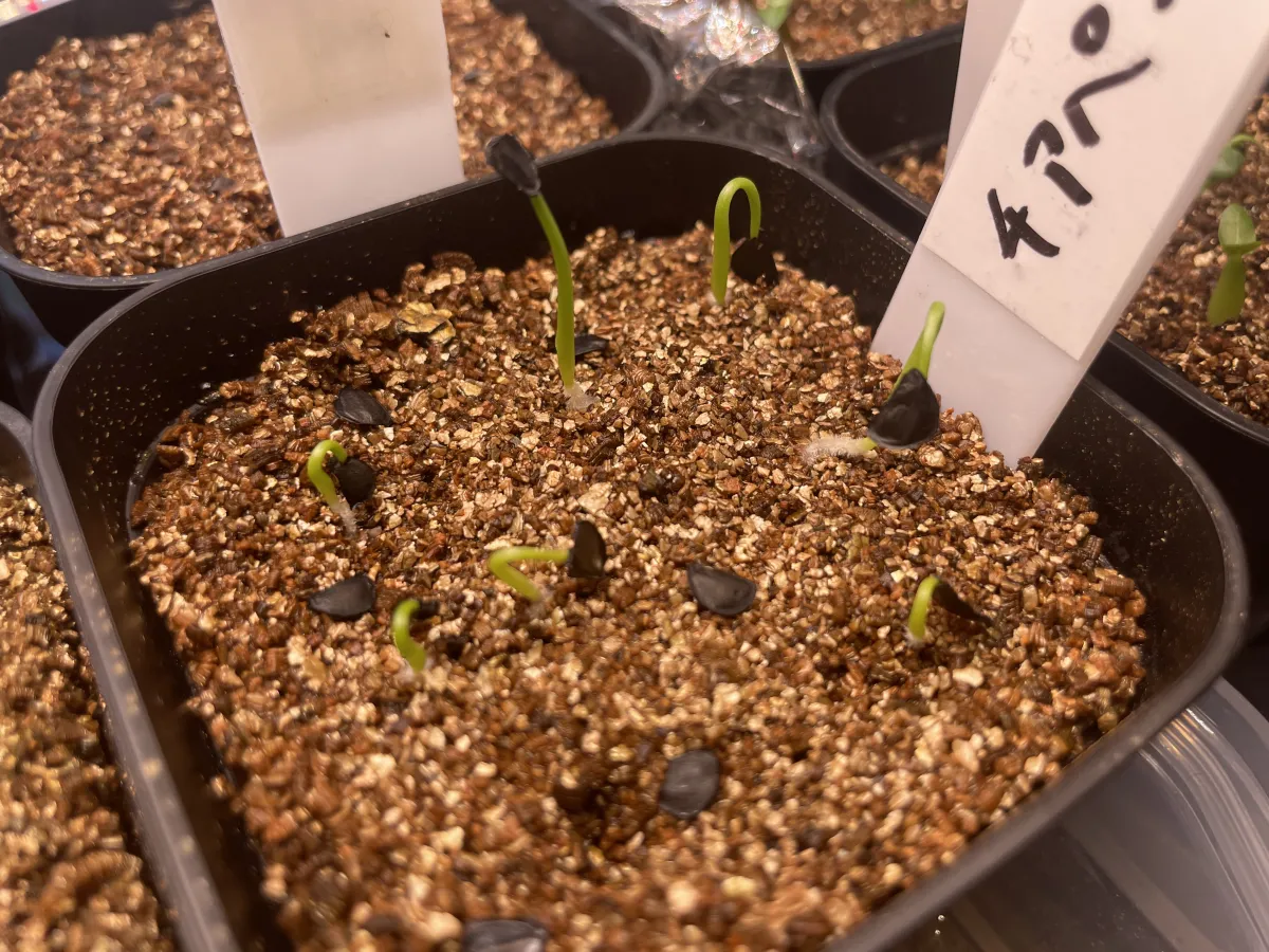 Agave chiapensis (アガベ チアペンシス)