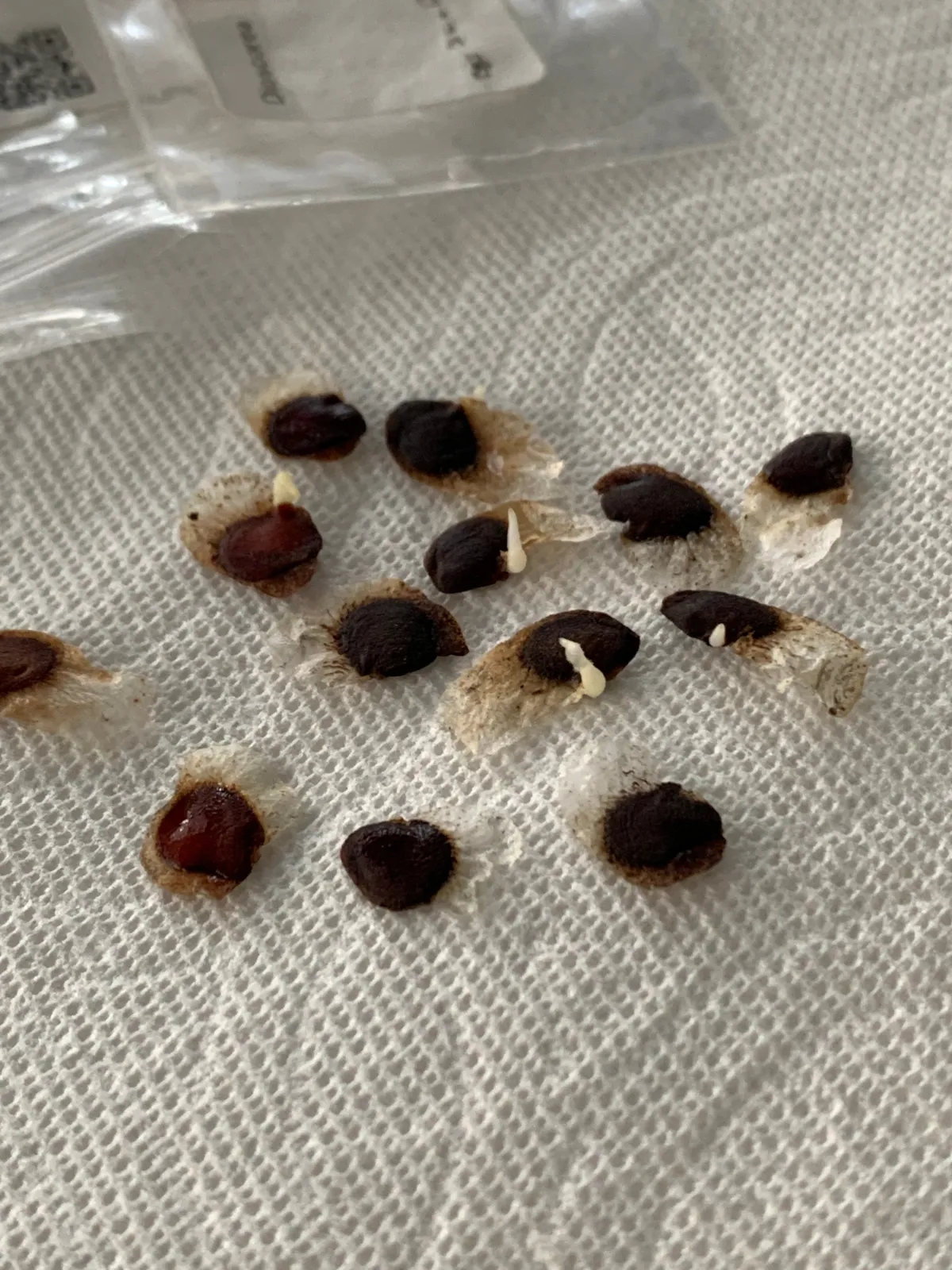 Dioscorea elephantipes (ディオスコレア エレファンティペス アフリカ亀甲竜)