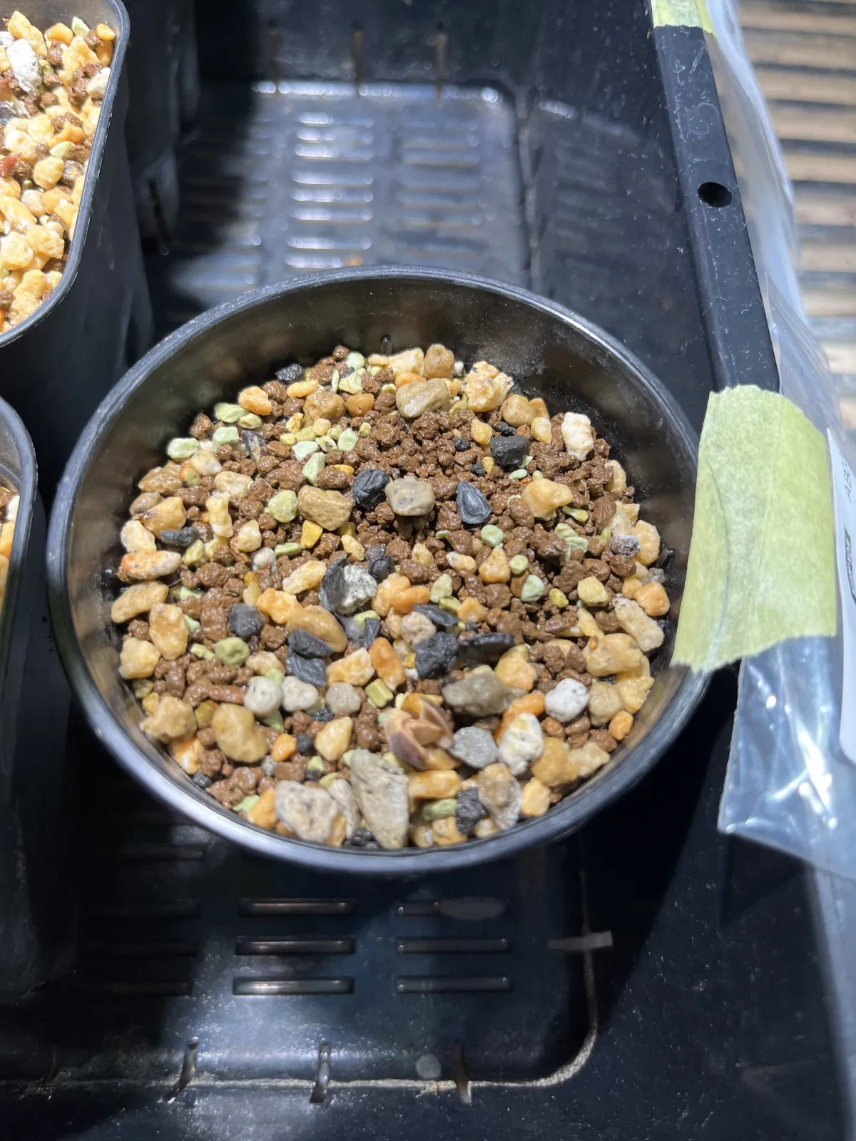 Albuca nelsonii (アルブカ ネルソニー)