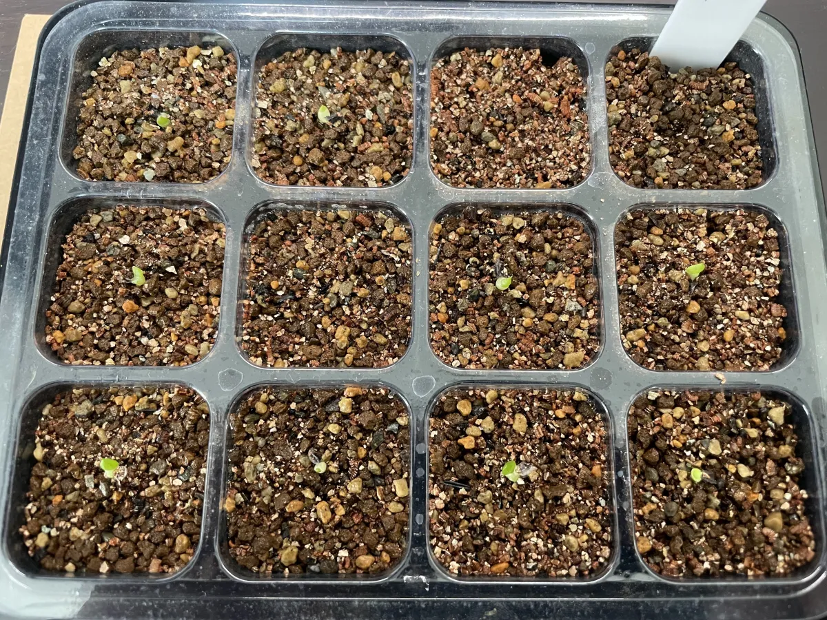 Aloe aculeata (アロエ アクレアータ)