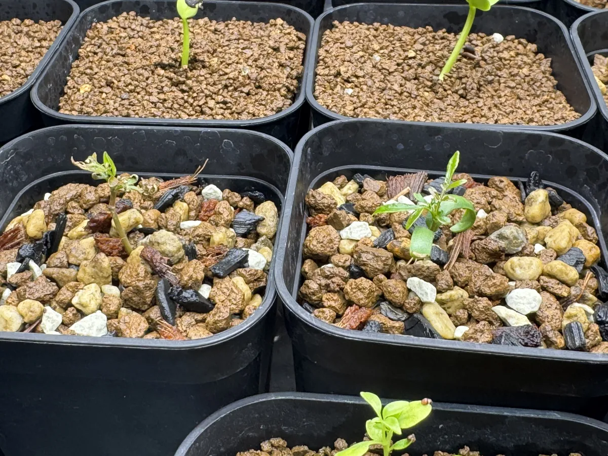 Operculicarya pachypus (オペルクリカリア パキプス2025D)