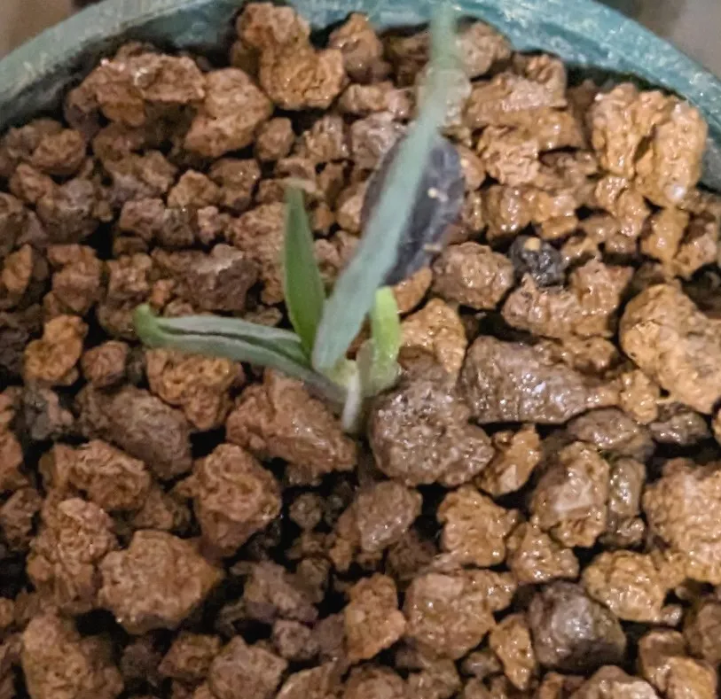 Yucca brevifolia (ユッカ ブレビフォリア)