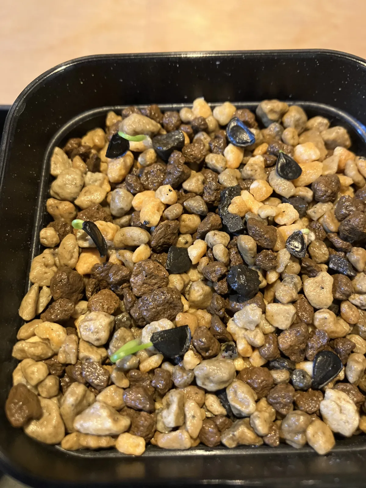 Agave seemanniana (アガベ ピグマエア)