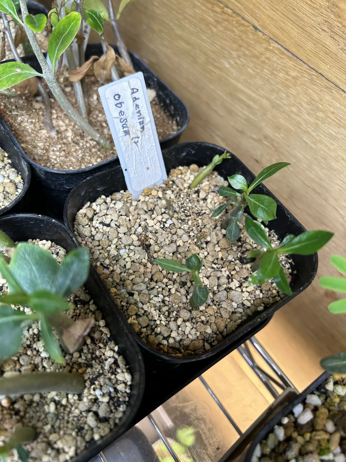 Adenium obesum (アデニウム オベスム)