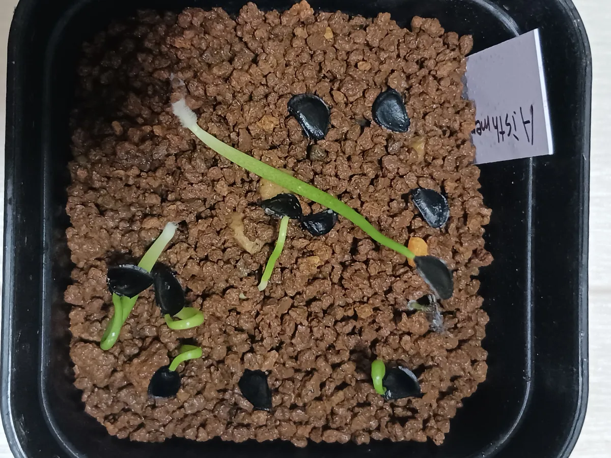 Agave isthmensis (アガベ イシスメンシス)