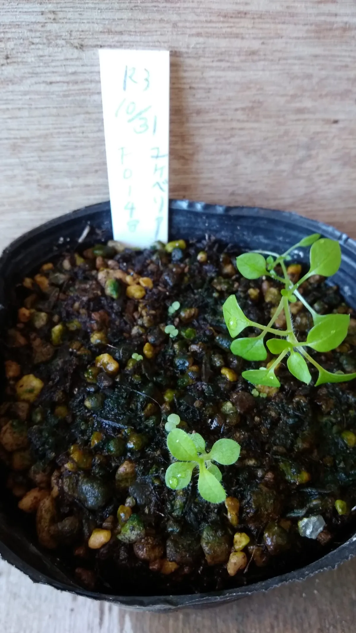 Echeveria hyalina FO-48 (エケベリア FO-48)